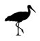 stork